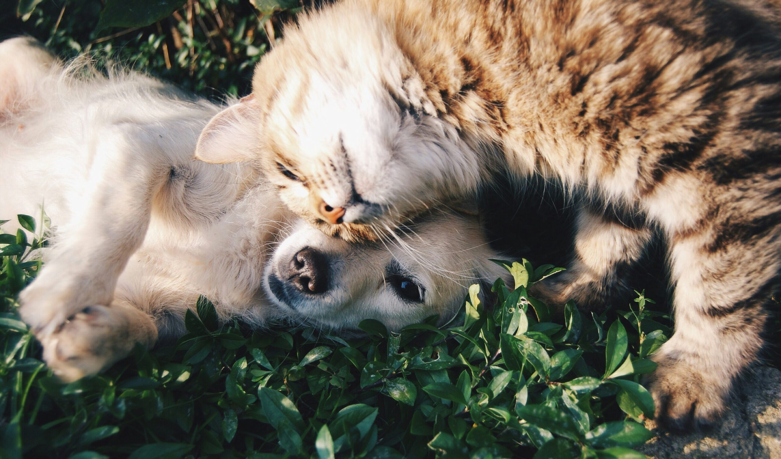 What Happens to Pets When You Die Without a Will in NJ